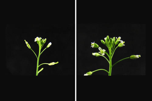 September: Forscher der Freien Universität zeigten, dass das gezielte Ausschalten von Genen, die das Hormon Cytokinin abbauen, zur Bildung von mehr Blüten und damit zu einem Anstieg des Samenertrags in Arabidopsis thaliana-Pflanzen führt.