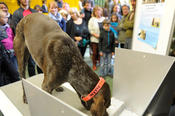Hunde können eine Unterzuckerung bei Diabetikern erriechen und sogar Anzeichen von Krebserkrankungen. Veterinärmediziner demonstrierten, wie die Vierbeiner trainiert werden, bestimmte Gerüche zu erkennen.