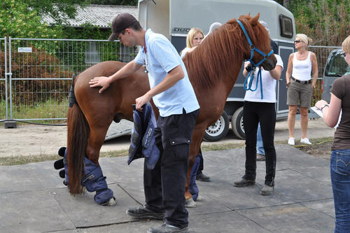 Erst nach der Eingangsuntersuchung dürfen die teilnehmen Pferde das Gelände betreten. Vor jedem Wettkampf steht zusätzlich noch eine genaue Untersuchung an.