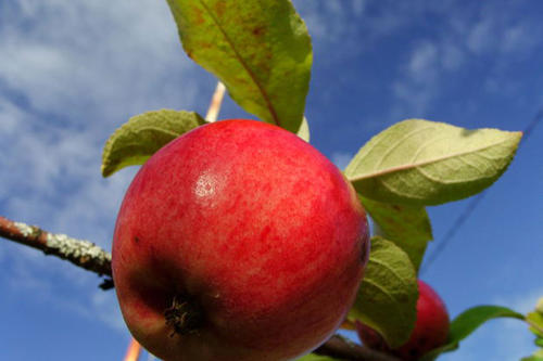 Ausreichend Obst zu essen, ist gut für die Gesundheit. Ein Apfel am Tag ist ein Anfang...
