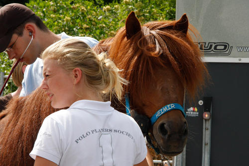 Im August betreuten Veterinärmediziner der Freien Universität die Pferde bei der <a href=http://www.fu-berlin.de/campusleben/campus/2013/130802_islandpferde_wm_2013/>Islandpferde-Weltmeisterschaft</a> in Berlin.