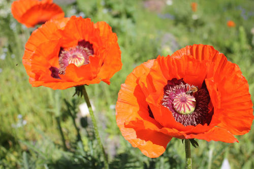 Der im südlichen Kaukasus und dem angrenzenden Anatolien heimische Falsche Orient-Mohn (Papaver pseudoorientale) ist heute eine beliebte Gartenpflanze.