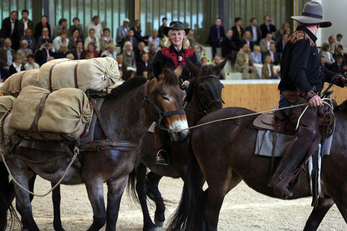 Ende des 18. Jh. wurde mit der Gründung der Königlichen Tierarzneischule und des Landgestüts Neustadt-Dosse die Veterinärmedizin in Berlin begründet. Die damals vorrangig gezüchteten Maultiere wurden als Lastentiere beim Militär eingesetzt.