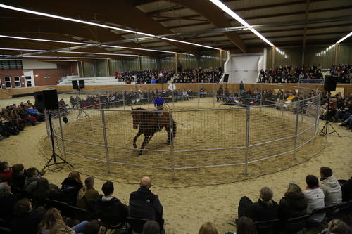 Der "Pferdeflüsterer" Monty Roberts zeigte in Bad Saarow, wie man auch zu als schwierig geltenden Pferden eine positive und ihrem Charakter gerechte Beziehung aufbauen kann.