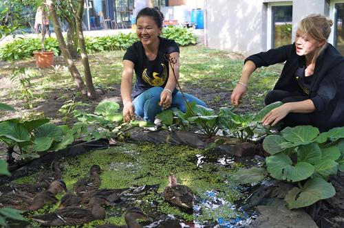 Hier schwimmen die Enten noch im kleinen, extra angelegten Teich. Inzwischen sind sie ausgewildert worden und finden im großen Teich auf dem Campus ihr Futter.