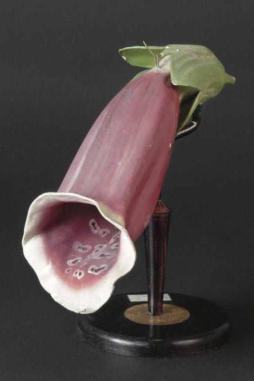 … das Modell einer Blüte des Roten Fingerhutes Digitalis purpurea…