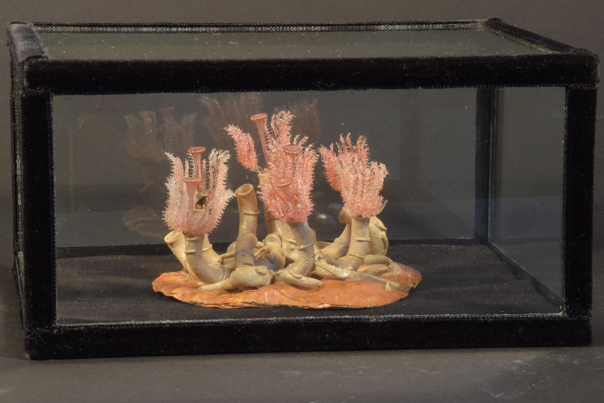 Modell des marinen Röhrenwurms Serpula vermicularis (Polychaeta) aus farbigem Glas, angefertigt von Rudolf und Leopold Blaschka, Dresden 1884.