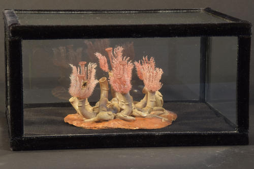Modell des marinen Röhrenwurms Serpula vermicularis (Polychaeta) aus farbigem Glas, angefertigt von Rudolf und Leopold Blaschka, Dresden 1884.