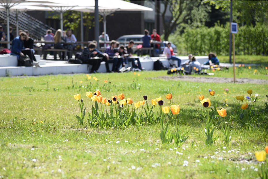 Was für's Auge und den Rüssel: Die Blumenwiese vor der vegetarischen Mensa zeigte sich im Frühjahr in voller Pracht.