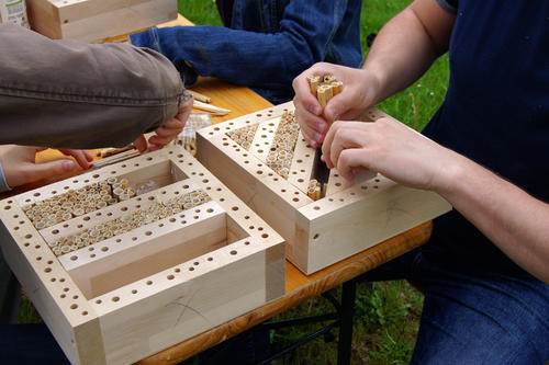 Begehrtes Nistmaterial: Die einzelnen Schilfrohre werden am Rahmen festgeklebt, um sie vor Vögeln zu schützen. In einem Schilfrohr finden acht Wildbienen-Eier Platz.