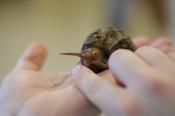 Wildtierfütterung mal anders.