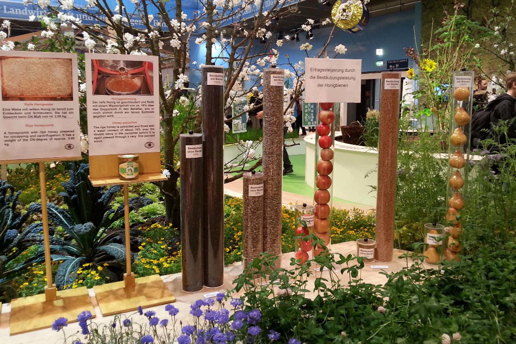 Nicht vergleichbar: die Ertragsleistung links ohne Bienenbestäubung, rechts mit.