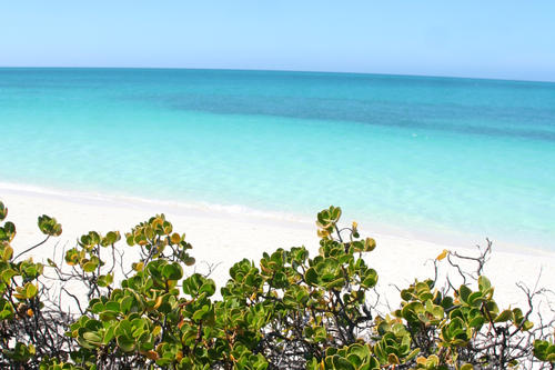 Fast wie im Film: Typische karibische Strandvegetation mit der Meertraube Coccoloba.