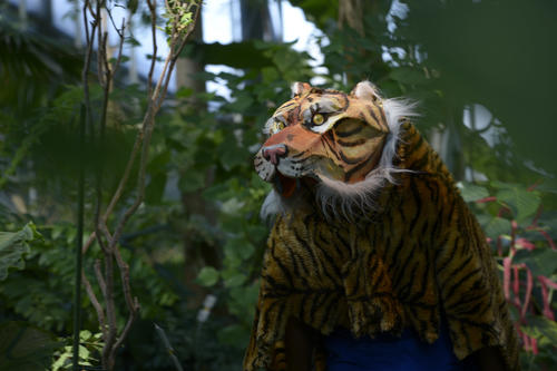 Tiger Schir Khan lauert im Dickicht des Botanischen Gartens.