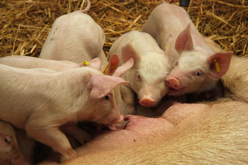Von Hunden und Katzen über Schweine und Rinder bis hin zu Reptilien: Das Spektrum der Jahrestagung war breit gefächert.
