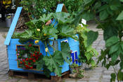 Das Team vom "House of Nature" gewann den ersten Platz in der Kategorie "Grow your Plants" sowie...