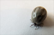 Wie übertragen Zecken Krankheiten? Das Bundesministerium für Bildung und Forschung bewilligte 1,2 Millionen Euro zur Bildung einer Nachwuchsgruppe, die die Übertragungswege von Lyme-Borreliose und Frühsommer-Meningoenzephalitis untersucht.