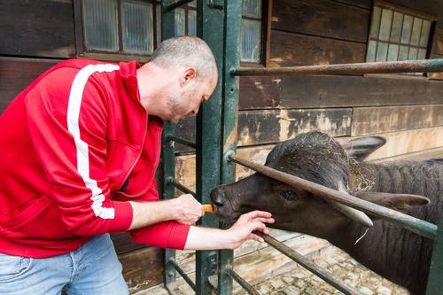 Fellow Tuvia Singer meets a young water buffalo on the zoo tour, which is part of the Armbruster Fellowship supported by the Berlin Zoo enabling doctoral candidates from the Hebrew University to spend time doing research in Dahlem.