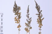 Bürgerinnen und Bürger können sich am Projekt „Die Herbonauten“ beteiligen und dabei helfen, das Herbarium des Botanischen Gartens und Botanischen Museums Berlin wissenschaftlich zu erschließen.