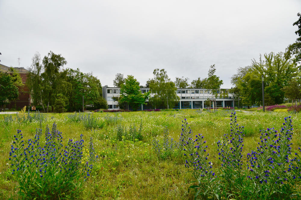 Ungemähte Wiese vor der Veggie-Mensa in der Van't-Hoff-Straße.