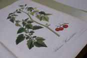 Schätze des Botanischen Gartens: Aufzeichnungen der Südamerika-Expedition von Alexander von Humboldt und Aimé Bonpland 1799 bis 1804.