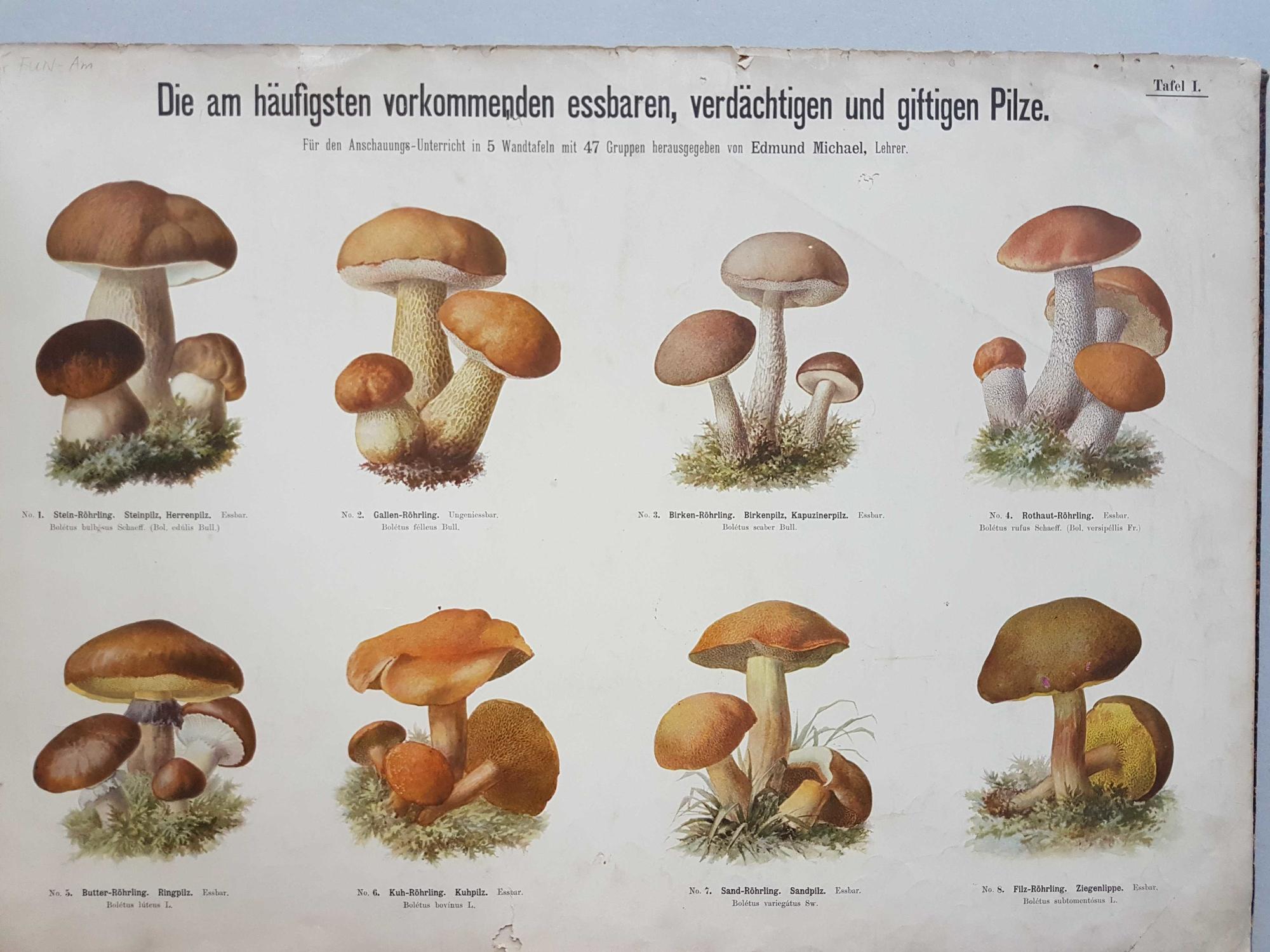 04 - Pilz-Schautafel Chromolithographie von Ernst Buschendorf, 1872