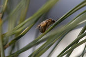 Kiefern können sich auf den Fraß durch Kiefernbuschhornblattwespen vorbereiten. Dieses „Pflanzengedächtnis“ wird am Institut für Biologie untersucht.