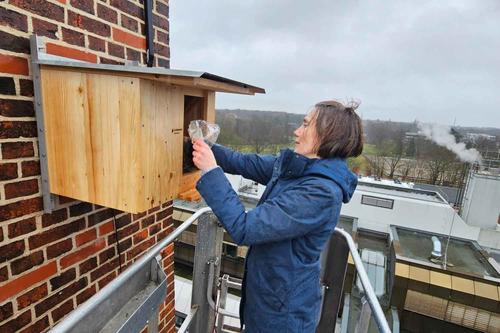 Hoher Einsatz: Sabine Heckmann von der Stabsstelle Nachhaltigkeit & Energie füllt bei stürmischem Wetter in neun Metern Höhe den Nistkasten mit Einstreu.