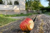 Sehr lecker: Gegen Ende August kann geerntet werden. Manches Stück hat ein Wurm schon vorgekostet, aber für Menschen bleibt genug übrig.