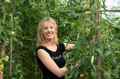 Ella ist zum ersten Mal dabei und lernt, wie man Tomaten „ausgeizt“: Einfach die überflüssigen Triebe in den Astgabeln abknipsen.