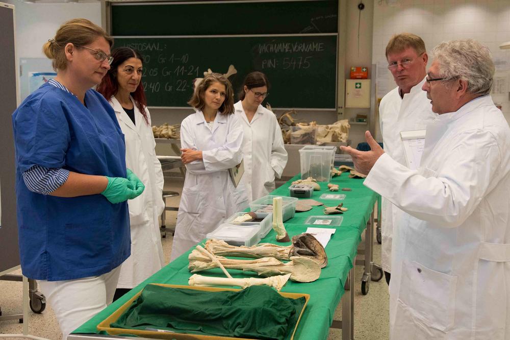 Präparatorin Janet Weigner (vorne links) zeigt Gutachter Georg Sulzer die Fortschritte auf dem Gebiet der Tierpräparation.