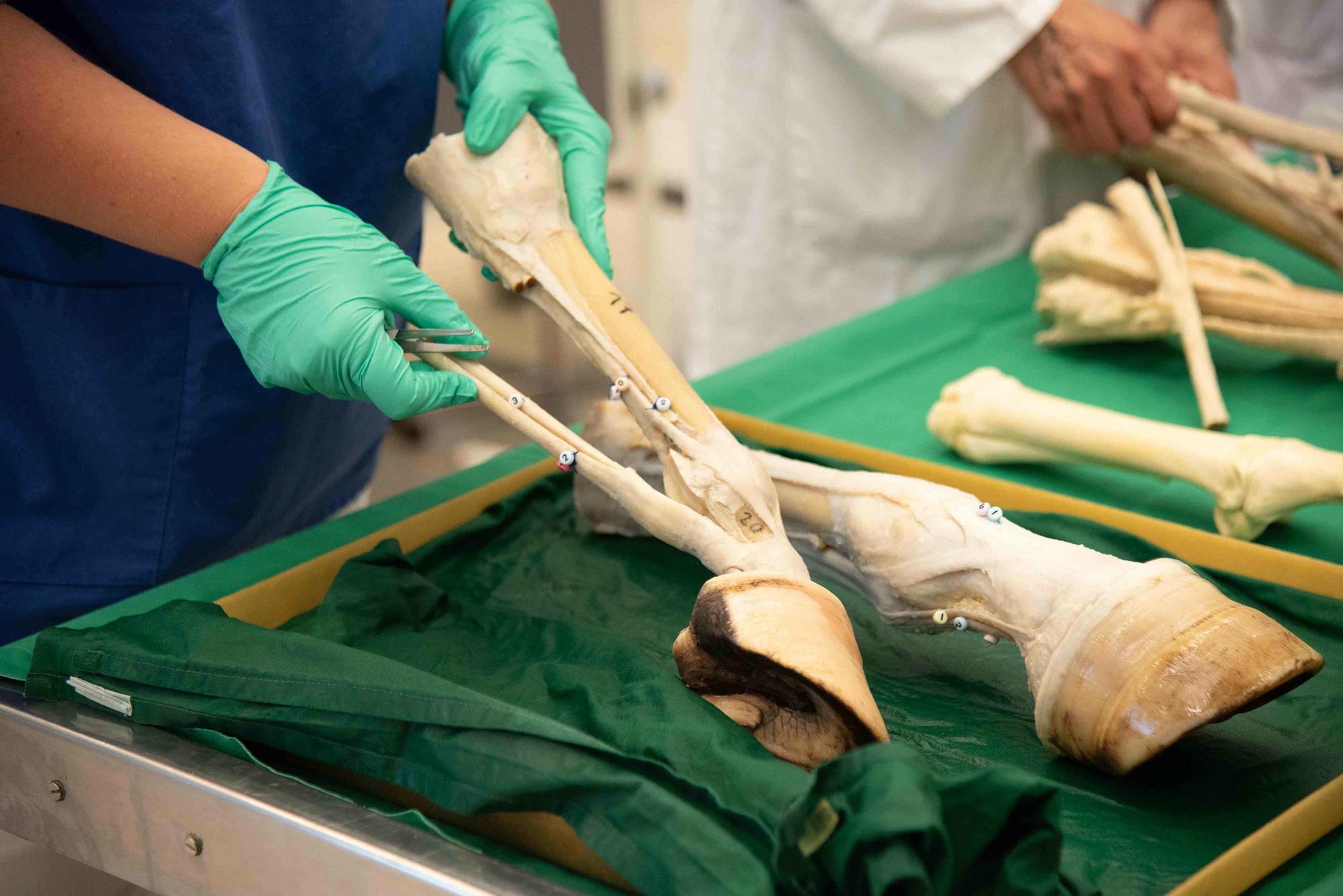 Formaldehyd für Präparate durch Plastinate und 3D-Drucke zu ersetzen, hat einen neuen Standard geschaffen – und spart Energie.