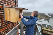 Hoher Einsatz: Sabine Heckmann von der Stabsstelle Nachhaltigkeit & Energie füllt bei stürmischem Wetter in neun Metern Höhe den Nistkasten für Turmfalken mit Einstreu.