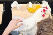Hühnermodell und Frühstücksei: Die Teilnehmer erfahren, was Tiermedizin mit Lebensmittelsicherheit zu tun hat.