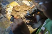 Die Paläontologie demonstrierte ihre zahlreichen Facetten. Kinder konnten Fossilien ...