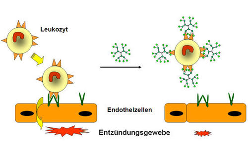 Weiße Blutkörperchen (Leukozyten) werden durch die multivalente Wechselwirkung mit den neu entwickelten dendritischen Polyglycerinsulfaten daran gehindert, in das Entzündungsgewebe auszuwandern und den Entzündungsreiz zu verstärken.