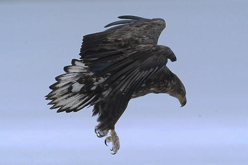 Der Seeadler: König der Lüfte