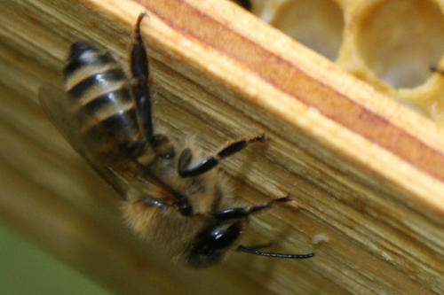 Der "Bauplan" bestimmter Hirnareale zeigt, wie Bienen riechen