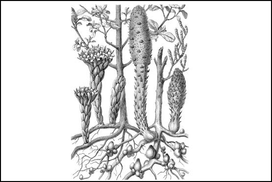 Forschungsobjekt: Der Malteserschwamm, lat. Cynomorium coccineum (rechts)