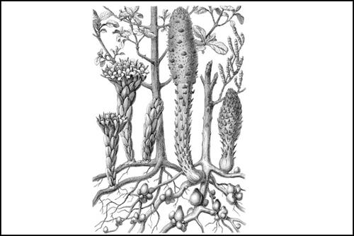 Forschungsobjekt: Der Malteserschwamm, lat. Cynomorium coccineum (rechts)