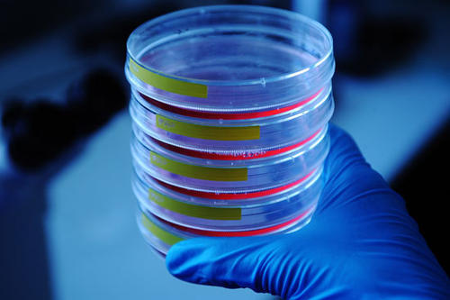 Zum Austausch über Forschungsfragen kommen Naturwissenschaftler verschiedener Disziplinen der Freien Universität einmal im Monat im BioClub zusammen