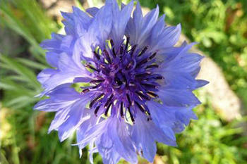 Die Kornblume (Centaurea cyanus) oder "Blaue Blume" galt in der Romantik als zentrales Symbol (Botanischer Garten und Botanisches Museum)