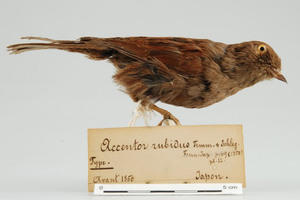 Der Holotypus der Rötelbraunelle (Accentor rubidus) aus der Sammlung des NCB Naturalis (Nederlands Centrum voor Biodiversiteit in Leiden)