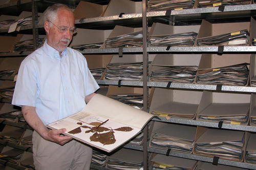 Professor H. Walter Lack im Herbarium des Botanischen Gartens.
