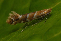For the past 20 years the horse chestnut miner has been causing major damage to chestnut trees in Europe.