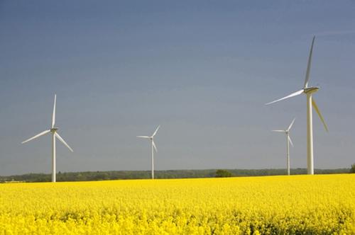 Nachwachsender Rohstoff: Raps kann für die Biodieselproduktion genutzt werden.