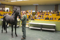 Help for horses with osteoarthritis: Smart transplants help the cartilage to regenerate itself.