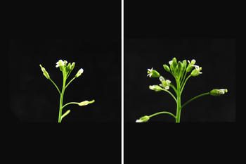 Weniger ist mehr: Das gezielte Ausschalten von Genen, die das Hormon Cytokinin abbauen, führt zur Bildung von mehr Blüten (rechts) und damit zu einem starken Anstieg des Samenertrags in Arabidopsis thaliana-Pflanzen.