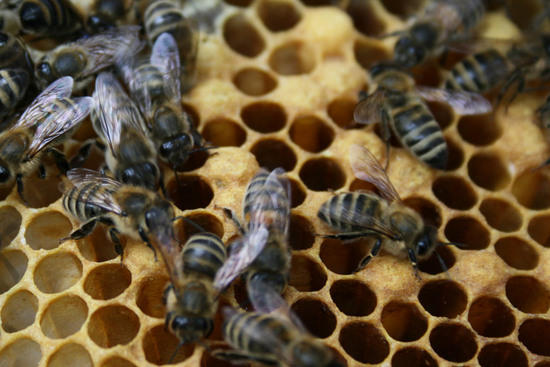 Bienen sichern die Pflanzen- und Nahrungsmittelvielfalt