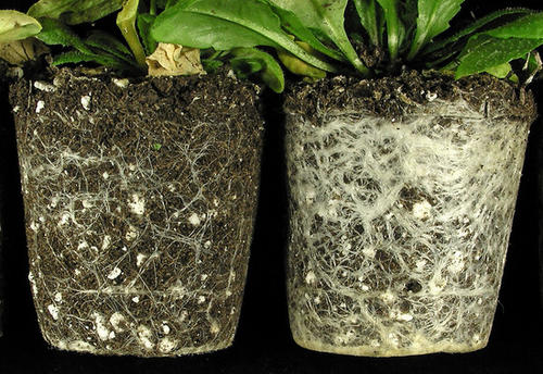 Bildung eines verstärkten Wurzelsystems bei Pflanzen mit einem veränderten Hormonhaushalt. Das Wurzelsystem des Wildtyps der Arabidopsis-Pflanze (links) im Vergleich zum Wurzelsystem der veränderten Arabidopsis-Pflanze (rechts).